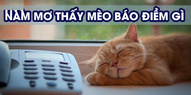 Khi nằm mơ thấy mèo mang điềm báo tiêu cực